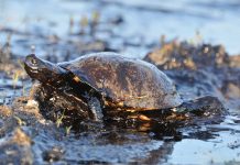 Saving our rivers from oil with River Cleaning River cleaning