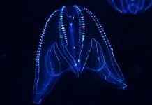 Exploring cilia: The driving force behind life on Earth cilia