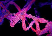 Uncovering the origins of amino acids in the early solar system amino acids