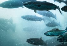 How KSK Aqua are optimising biological filters for water purification How KSK Aqua are optimising biological filters for water purification