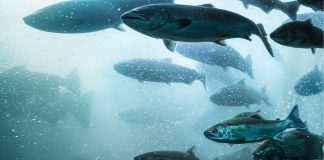 How KSK Aqua are optimising biological filters for water purification