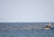 How do seabirds interact with aquaculture and fisheries? How do seabirds interact with aquaculture and fisheries?