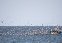 How do seabirds interact with aquaculture and fisheries?