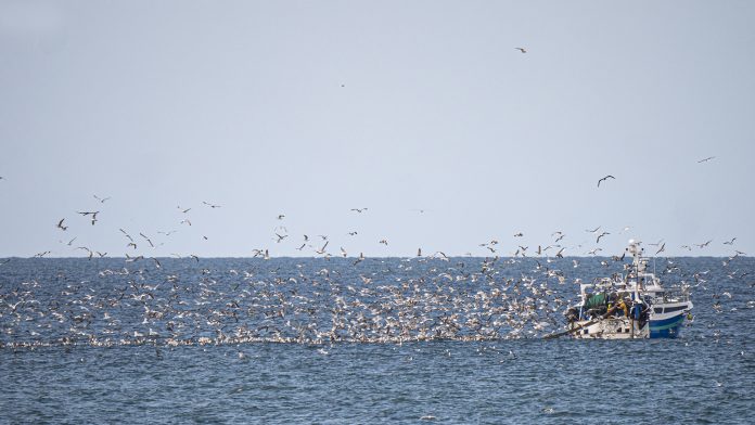 How do seabirds interact with aquaculture and fisheries?