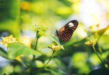 Plants and insects threatened by pesticide use in agriculture pesticide agriculture