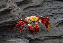 Making nanocarbon materials for sustainable electronics from crab shells nanocarbon materials