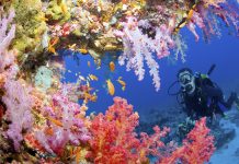 Understanding coral reef ecosystems by playing a video game coral reef exosystems