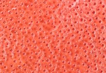 Cornish species of red algae is genetically unique red algae