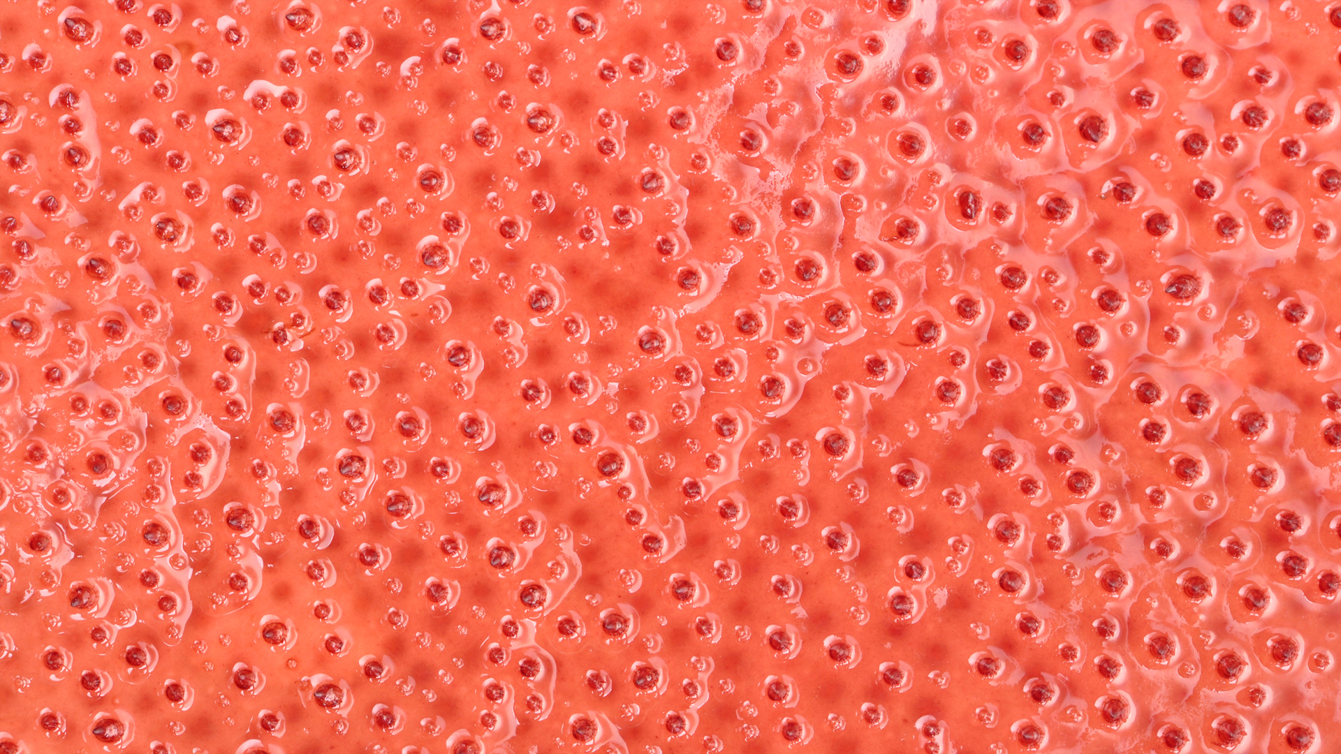 Cornish species of red algae is unique