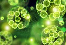 Enzyme from fungus could help produce renewable fuels and chemicals renewable fuels
