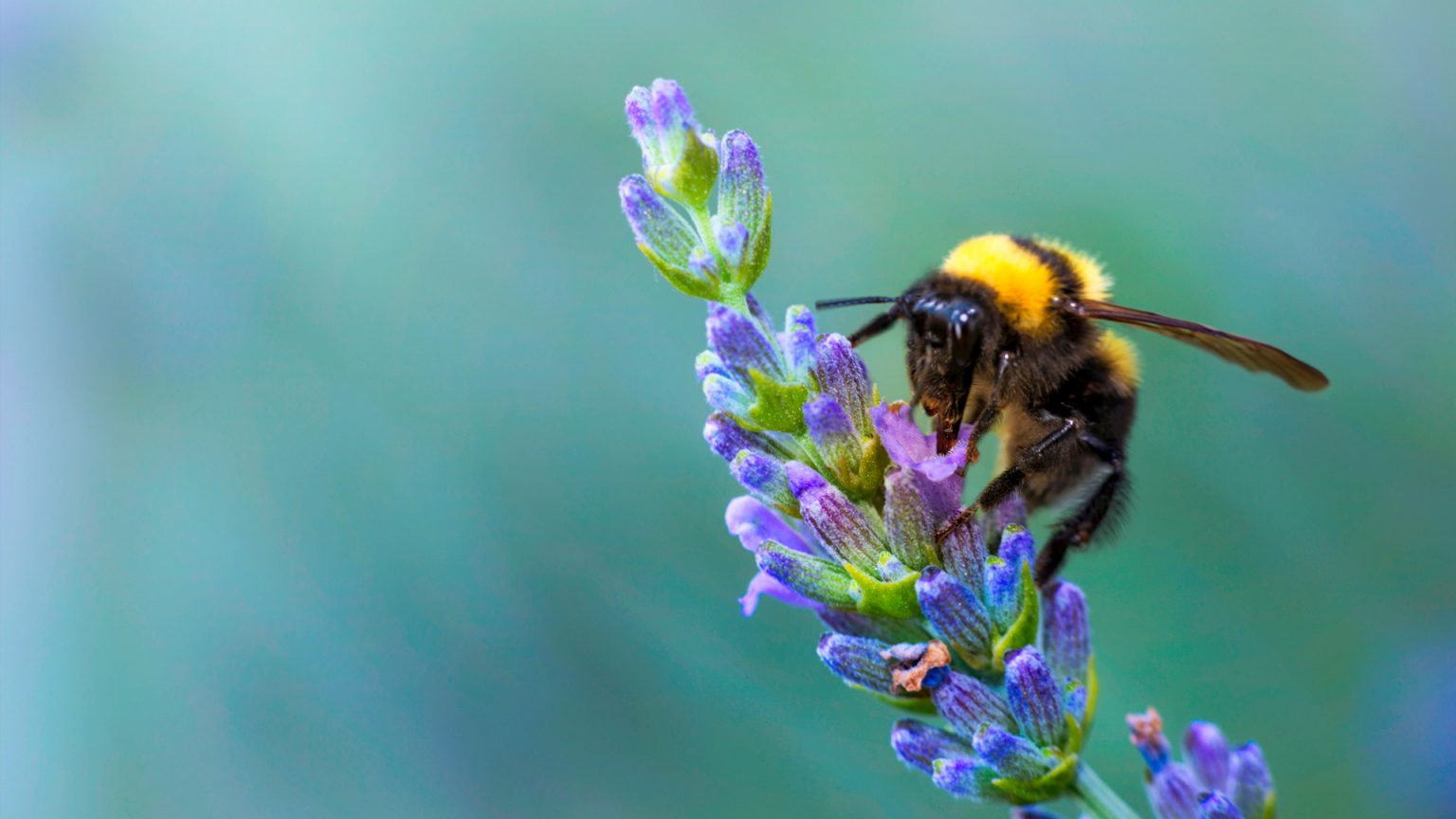 Common plants and pollinators act as anchors for ecosystems
