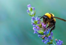 Common plants and pollinators act as anchors for ecosystems ecosystems