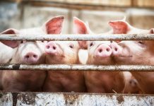Making the pig farming industry more environmentally friendly pig farming