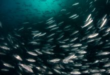 The sustainable development of fisheries and aquaculture aquaculture