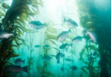 Discussing the global importance of the aquaculture industry aquaculture