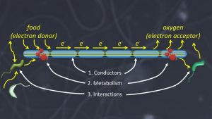 cable bacteria