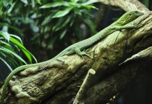 Mapping remote island wildlife as part of international climate action international climate action