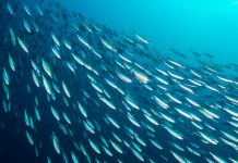 Aquatic Life Institute: safeguarding the welfare of aquatic animals aquatic life