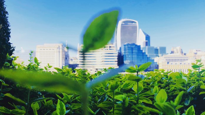 Pollinators key to fighting climate change and creating green cities