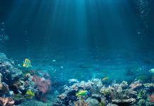 Fossil fuel emissions may be skewing data from marine ecosystems