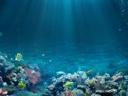 Fossil fuel emissions may be skewing data from marine ecosystems