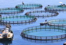 Turning aquaculture waste into biomaterial for tissue repair aquaculture waste