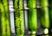 Enhancing hatcheries by automating rotifer and algae production