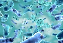 Investigating the behaviour of cable bacteria with CEM Cable bacteria