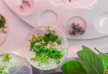 Intra-cellular bacteria open new avenues of study in plant health Intra-cellular bacteria open new avenues of study in plant health