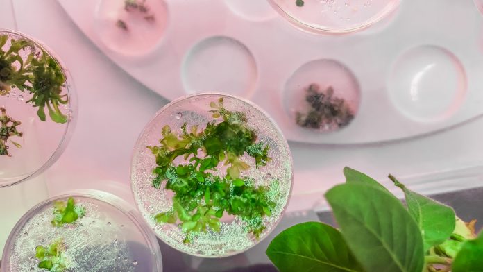 Intra-cellular bacteria open new avenues of study in plant health