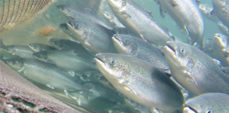 fish welfare in aquaculture