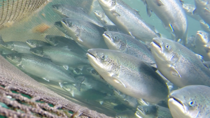 fish welfare in aquaculture