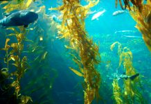 Farmed seafood is a climate smart form of agriculture Farmed seafood is a climate smart form of agriculture