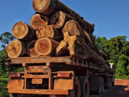 illegal timber trade