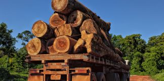 illegal timber trade