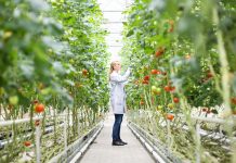 Using plant probes to enhance sustainable farming