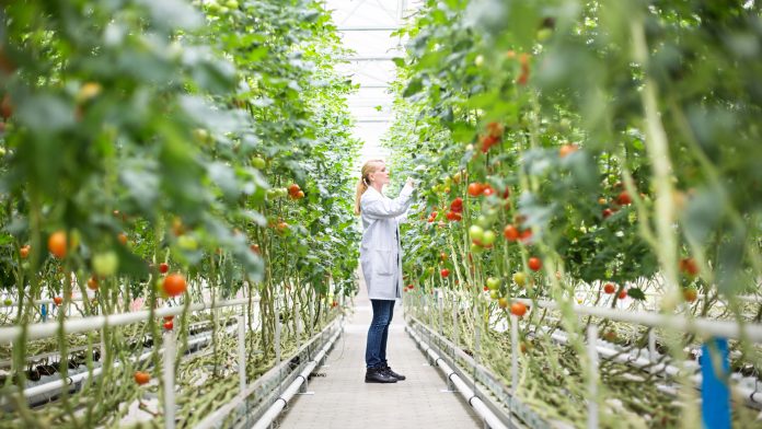 Using plant probes to enhance sustainable farming
