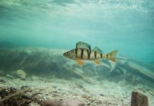 mercury content fish