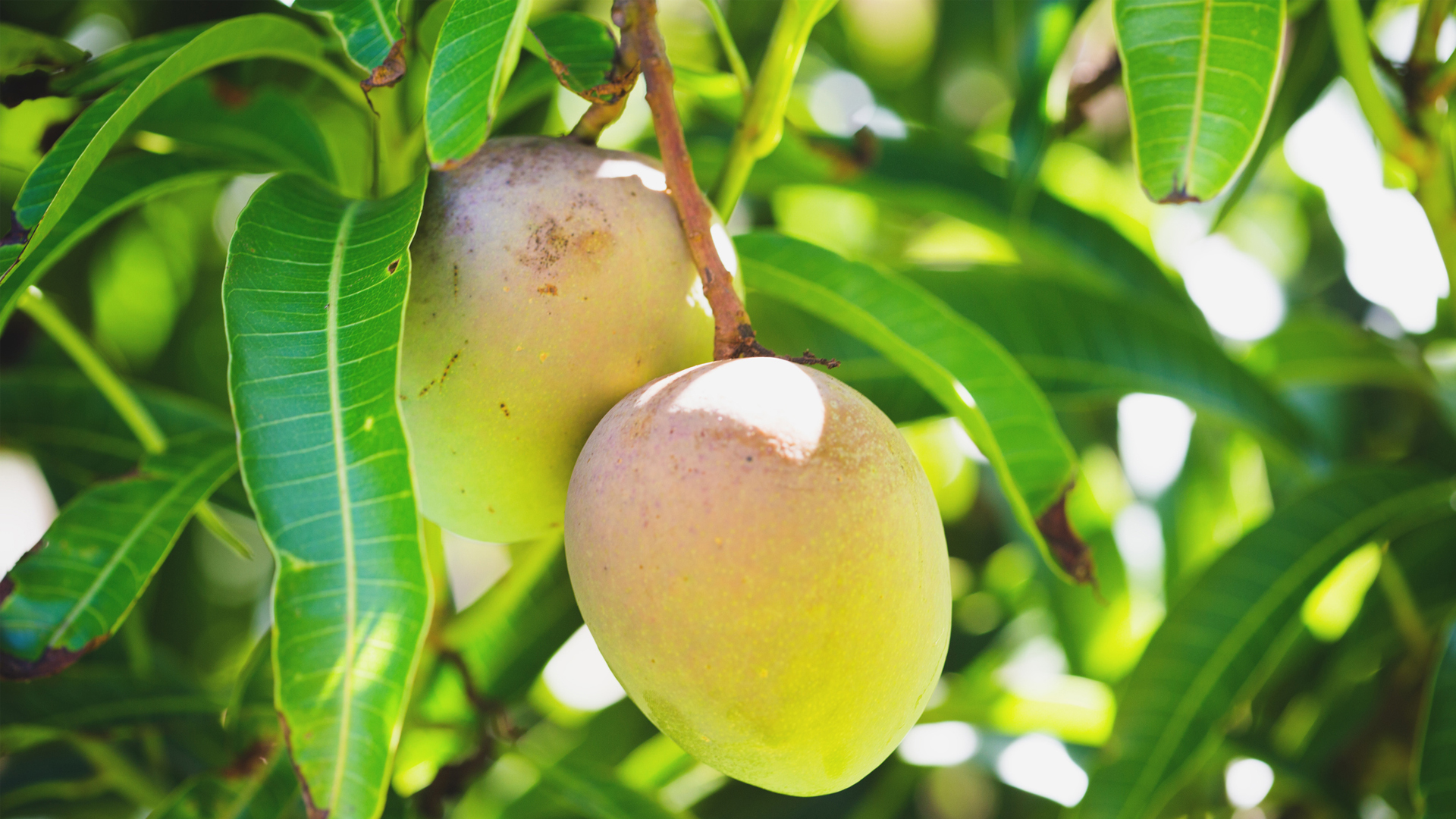 Enhancing food preservation with mango-based bioplastic.
