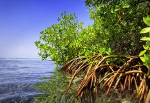 Mangroves endangered by low functional diversity of invertebrates