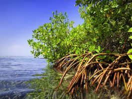 Mangroves endangered by low functional diversity of invertebrates