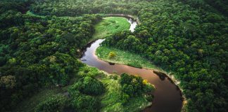 tropical rainforests