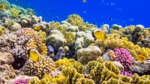 coral reef conservation