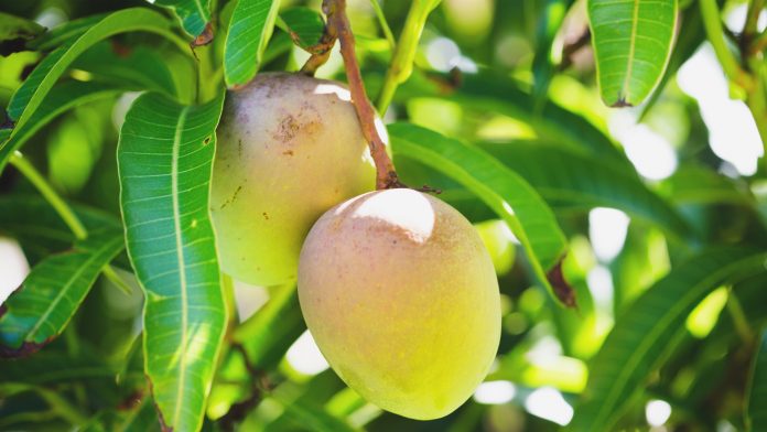 Enhancing food preservation with mango-based bioplastic