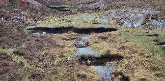 peat restoration