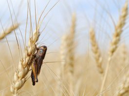 Protecting crops from insects with innovative compound solution