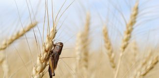 Protecting crops from insects with innovative compound solution