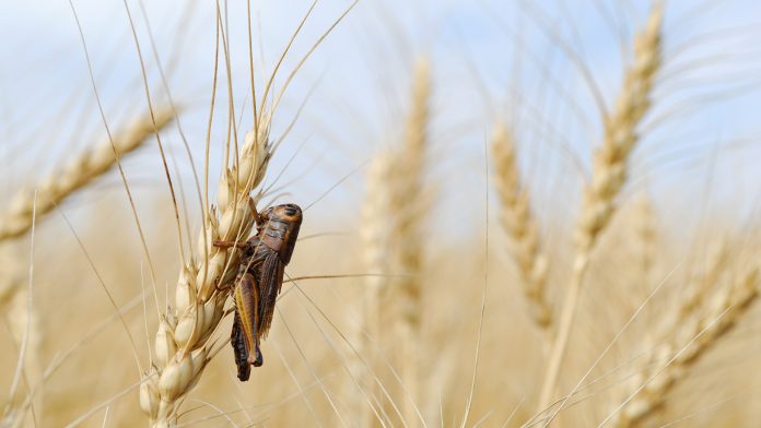 Protecting crops from insects with innovative compound solution