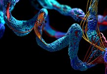 The Burmann Lab: Exploring the Tudor domain in unprecedented detail the Tudor domain