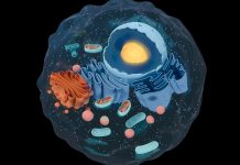 Groundbreaking discovery of protein that can bend a cell’s cytoskeleton Groundbreaking discovery of protein that can bend a cell’s cytoskeleton